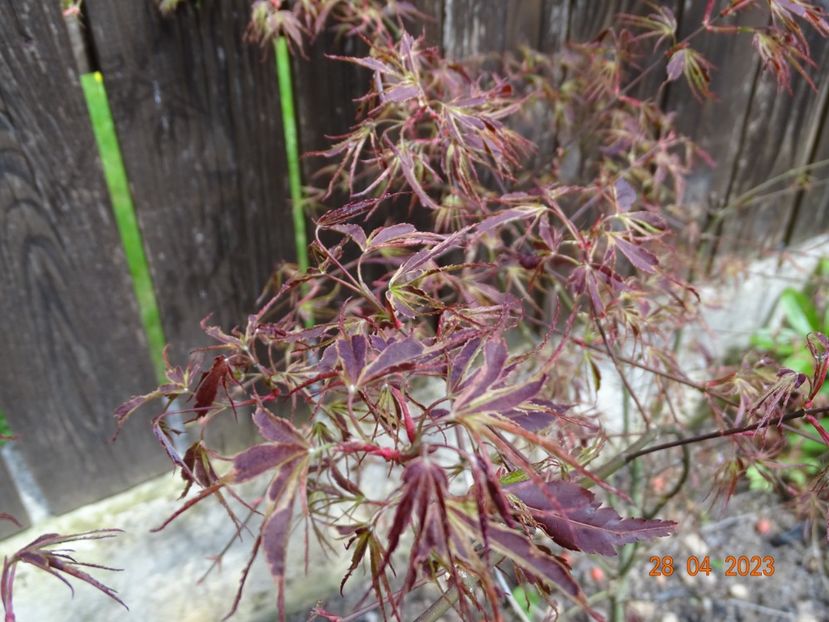  - Copacei si arbusti 2023