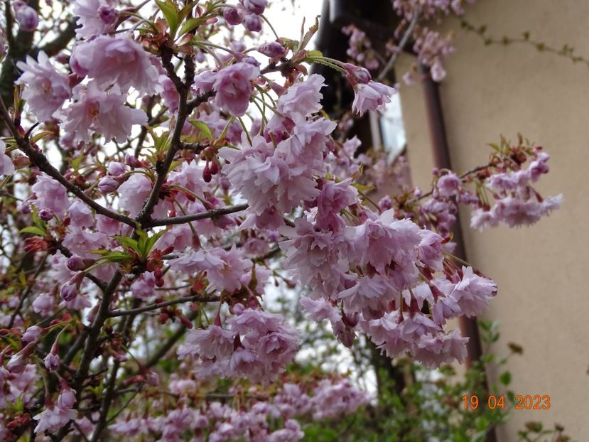  - Copacei si arbusti 2023