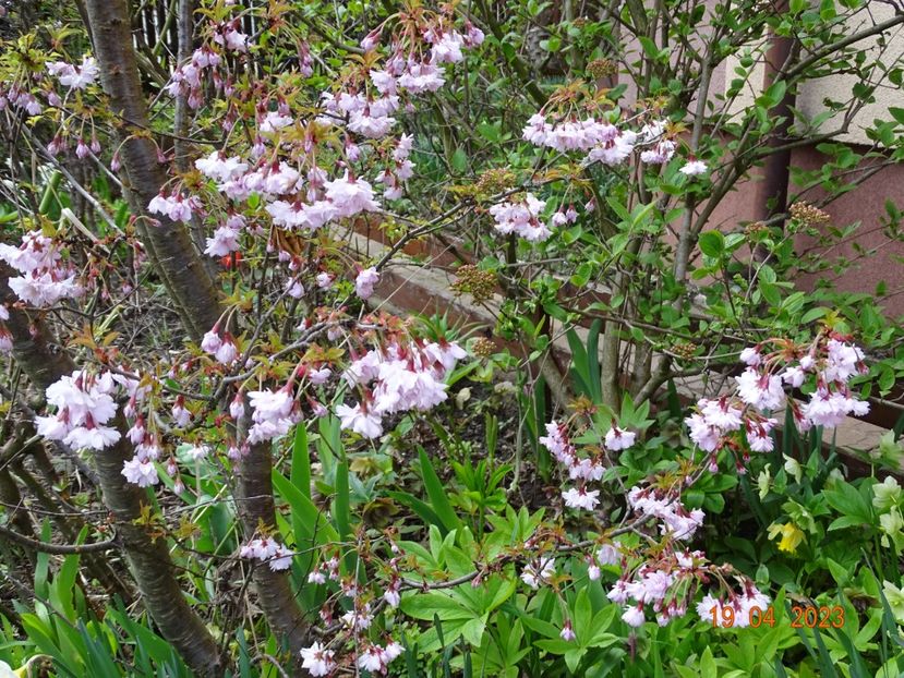  - Copacei si arbusti 2023