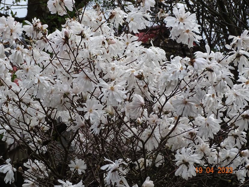  - Copacei si arbusti 2023