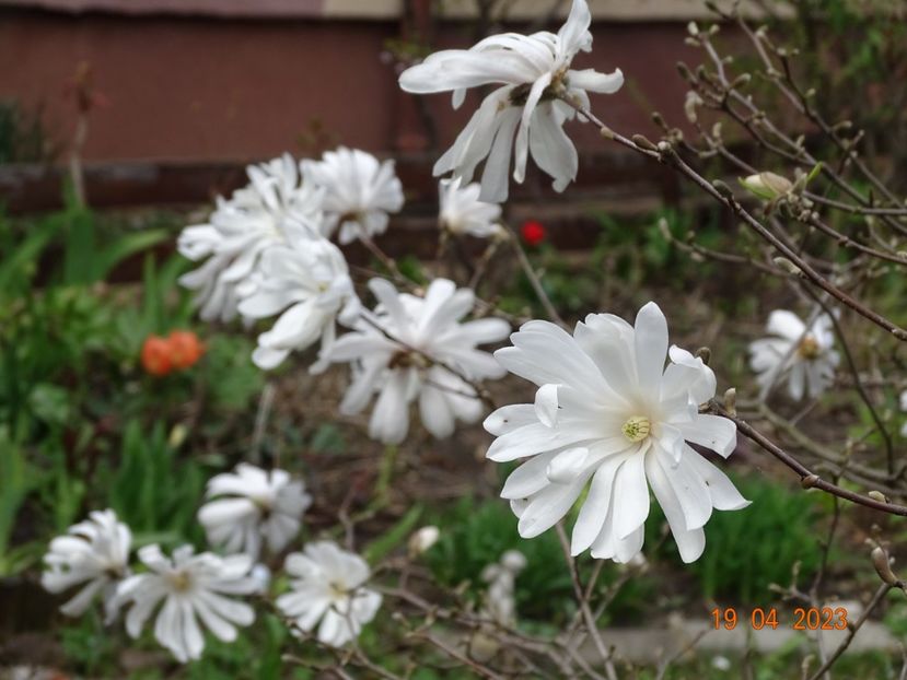  - Copacei si arbusti 2023