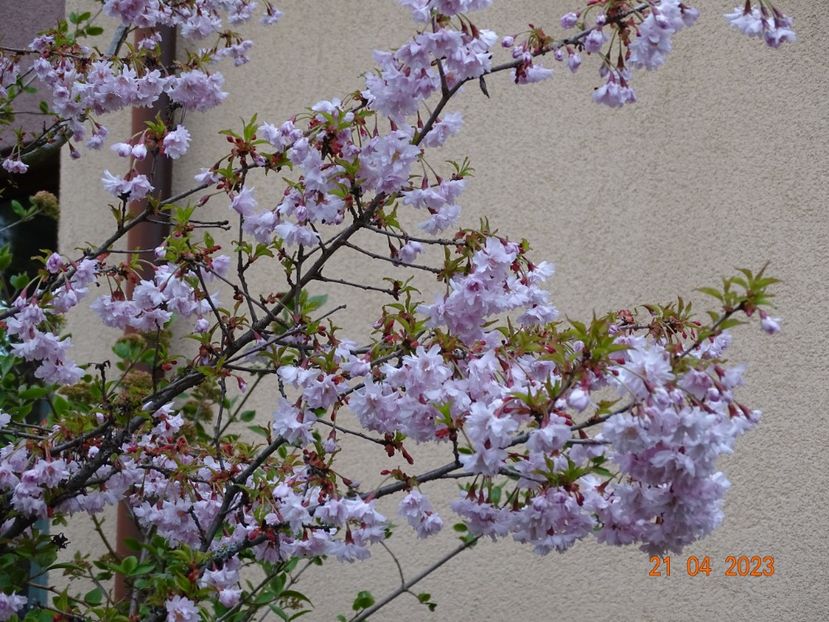  - Copacei si arbusti 2023