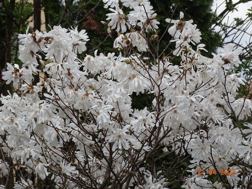  - Copacei si arbusti 2023