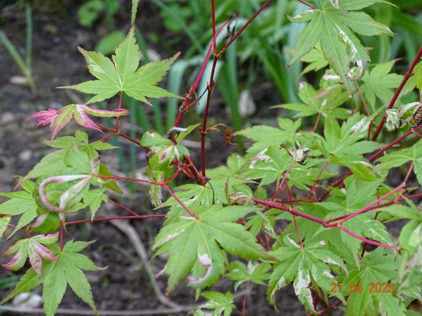  - Copacei si arbusti 2023