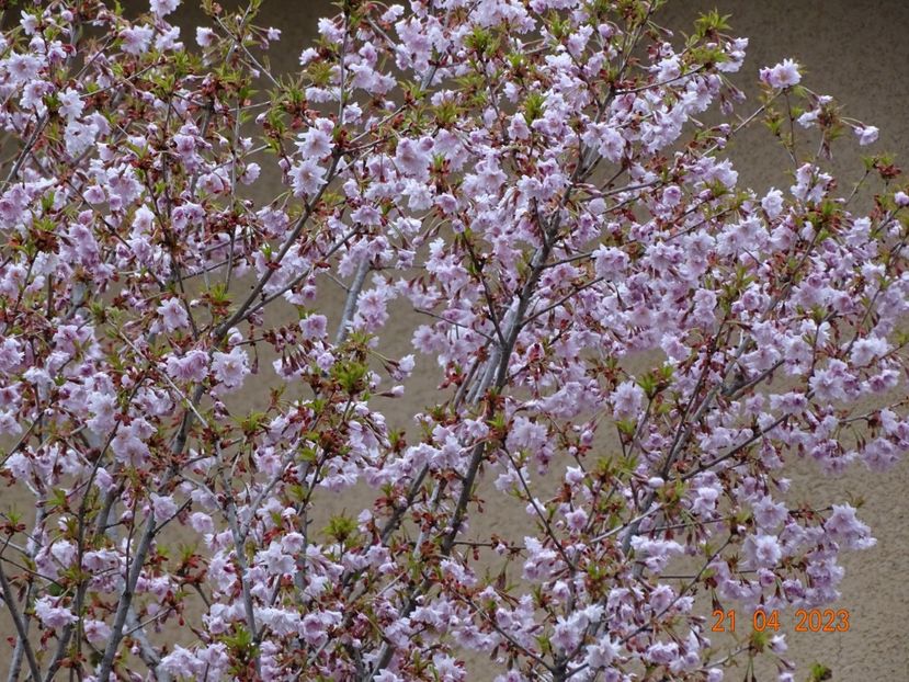  - Copacei si arbusti 2023