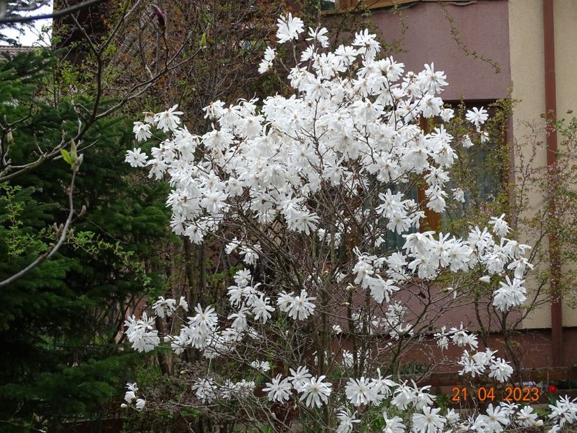  - Copacei si arbusti 2023