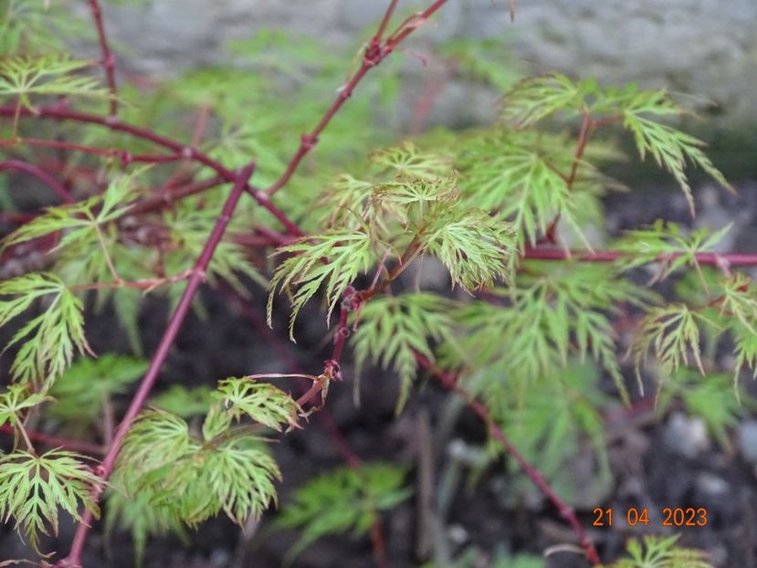  - Copacei si arbusti 2023