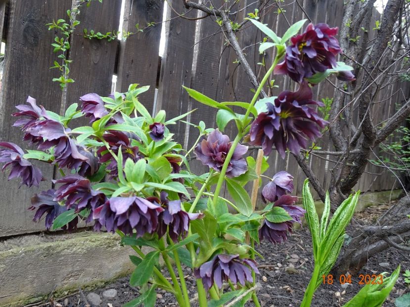  - Helleborus 2023