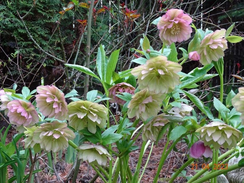  - Helleborus 2023