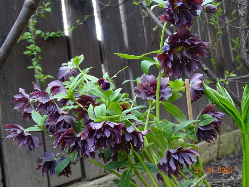  - Helleborus 2023
