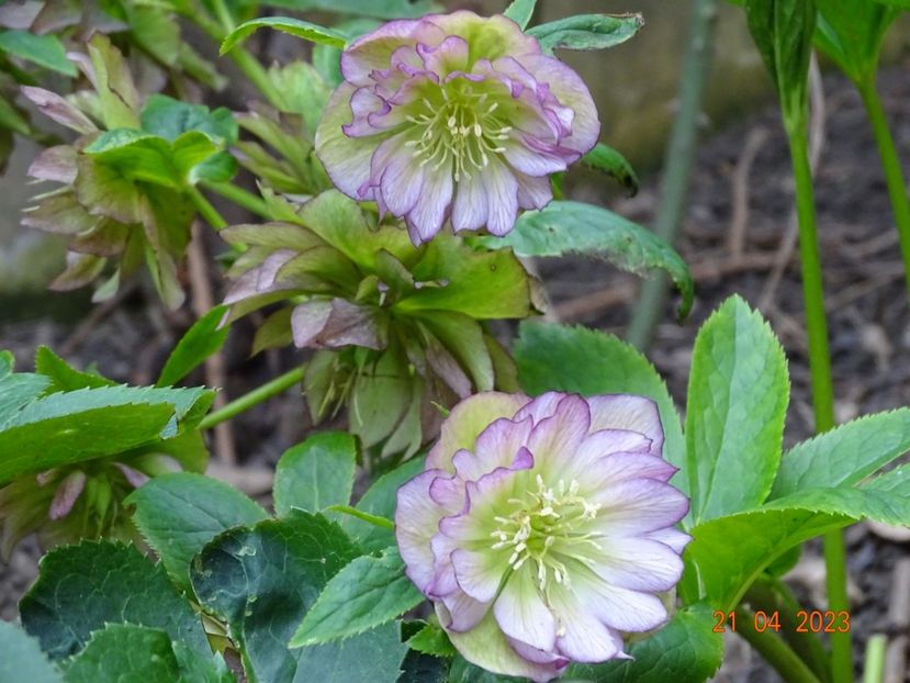  - Helleborus 2023