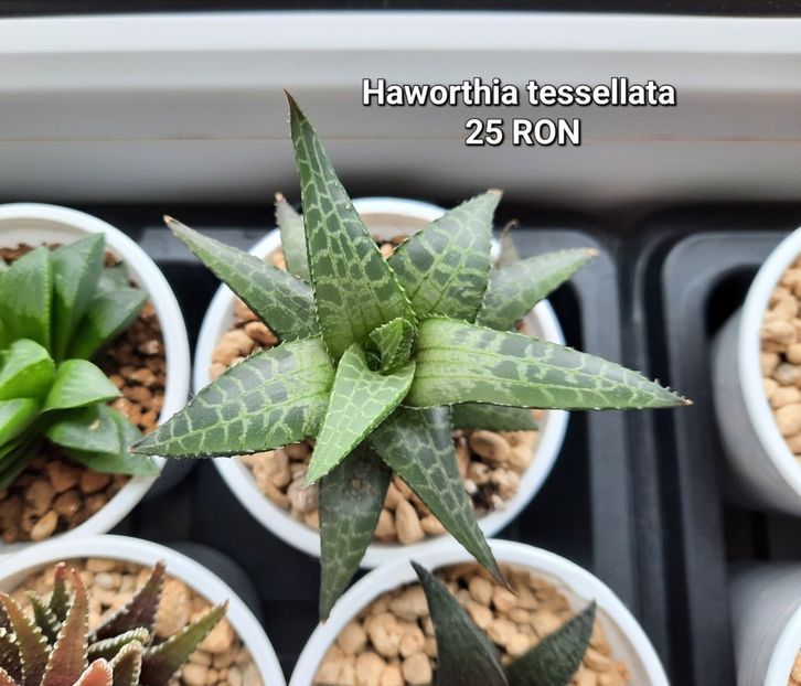  - PLANTE DISPONIBILE 2023
