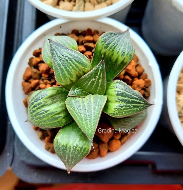  - Haworthia splendens Love