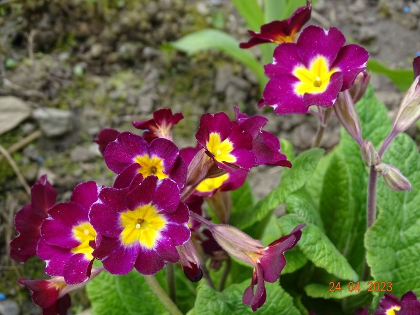  - Primule 2023