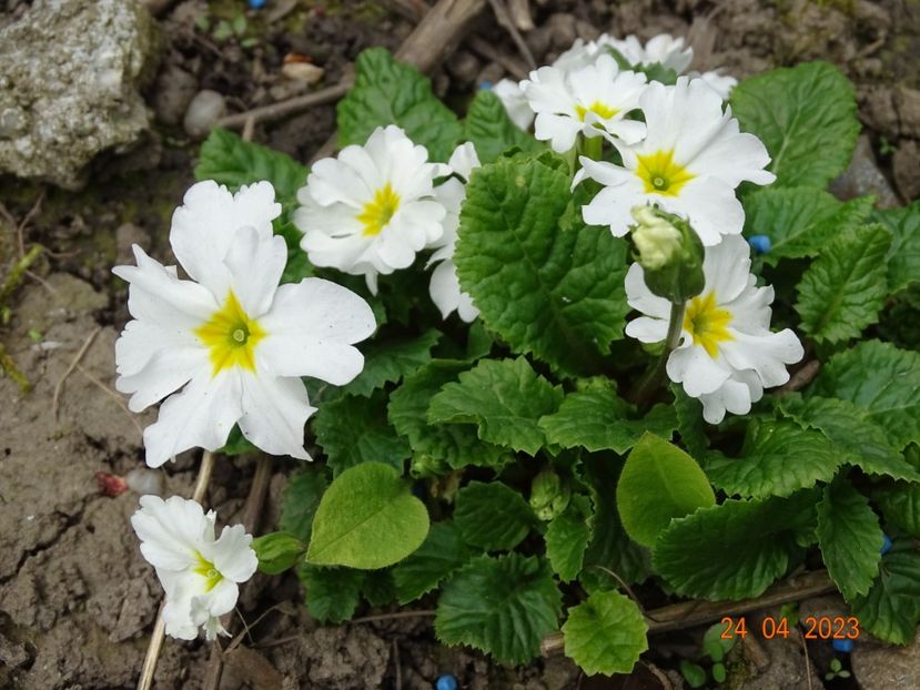  - Primule 2023