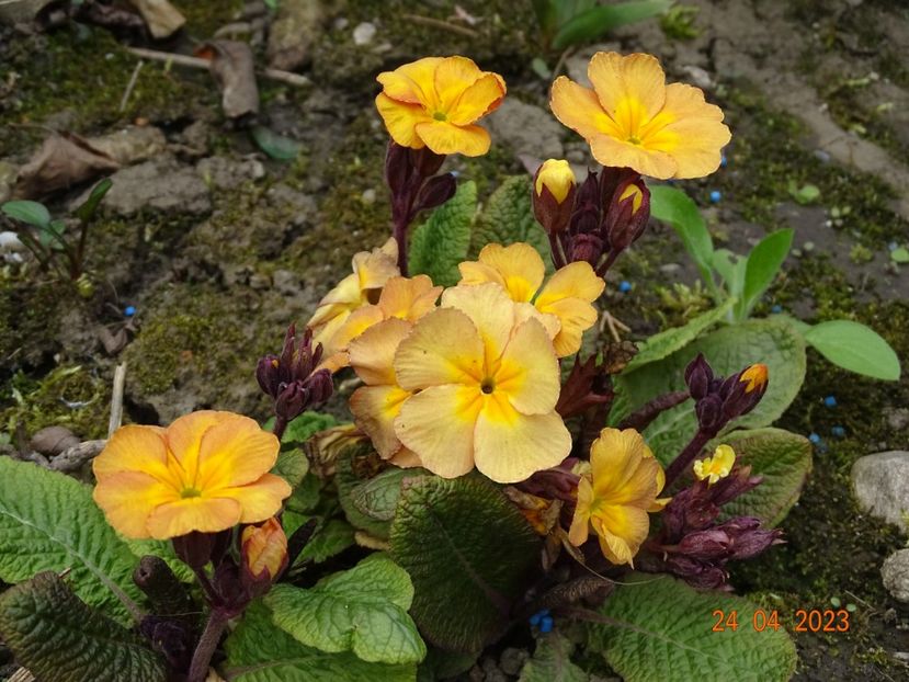  - Primule 2023