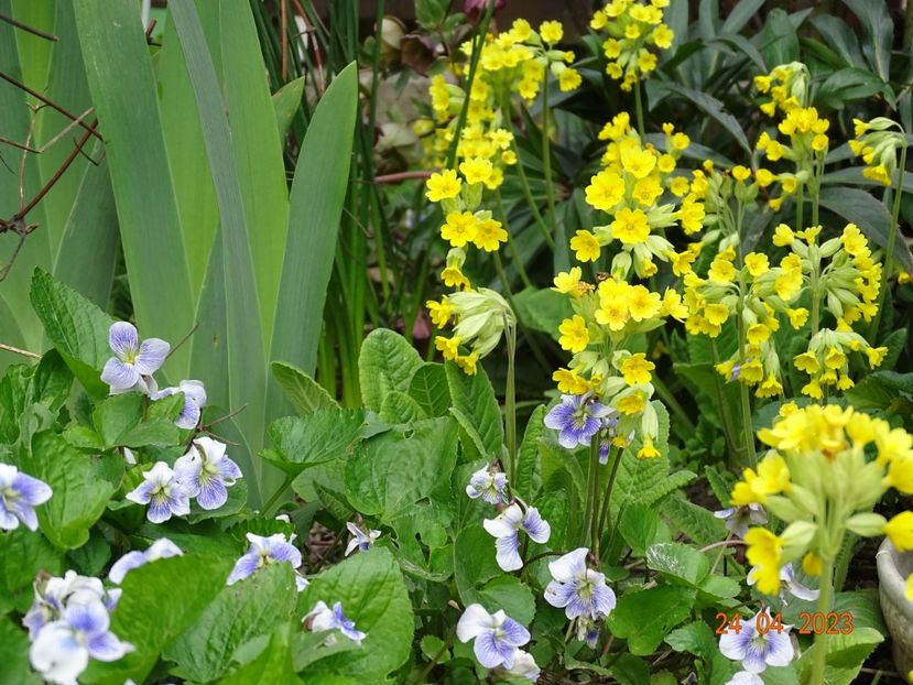  - Primule 2023