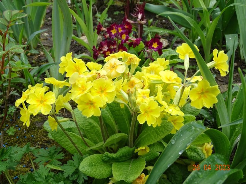  - Primule 2023