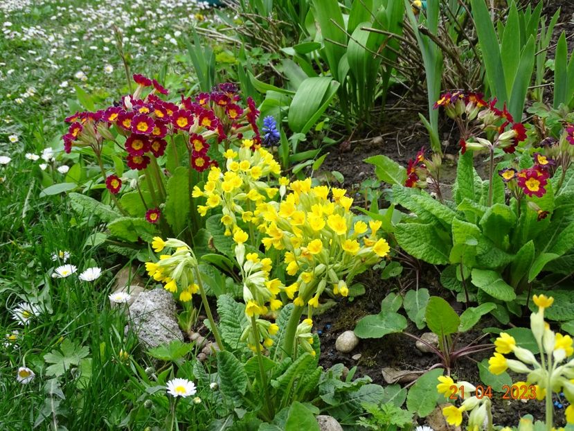  - Primule 2023