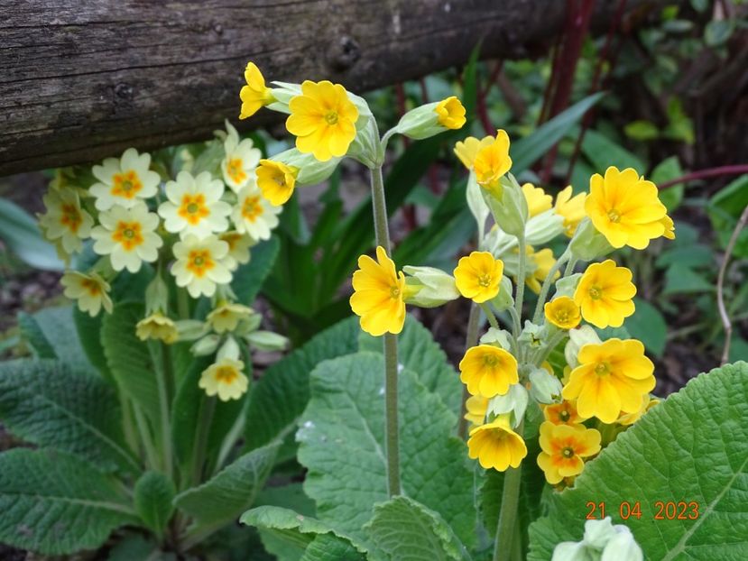  - Primule 2023