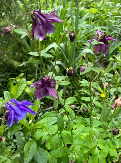 6A7DE903-62C9-4CED-BAA8-A6C024ED3956 - Caldaruse 2020-2023