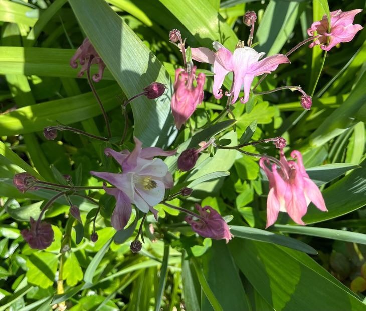 B47A6AEF-4B29-4689-BEDF-22398E64B006 - Caldaruse 2020-2023