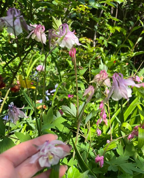 3F73075D-950D-478A-AB92-02929C81B4D0 - Caldaruse 2020-2023