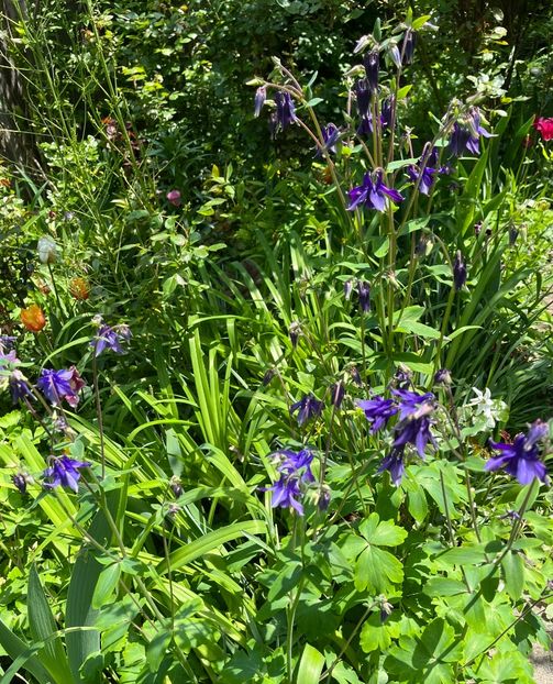 B9C1FBEC-8A7C-451C-AC12-F405E68E2ECE - Caldaruse 2020-2023