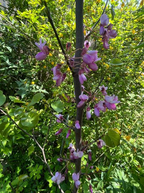 5A35A712-CFCE-42D2-A9AF-F9AEC94ADAFF - Arbuști 2021-2023