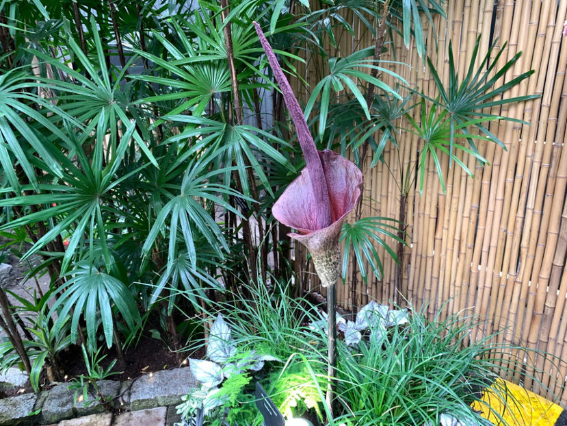  - Bloedel Conservatory Vancouver