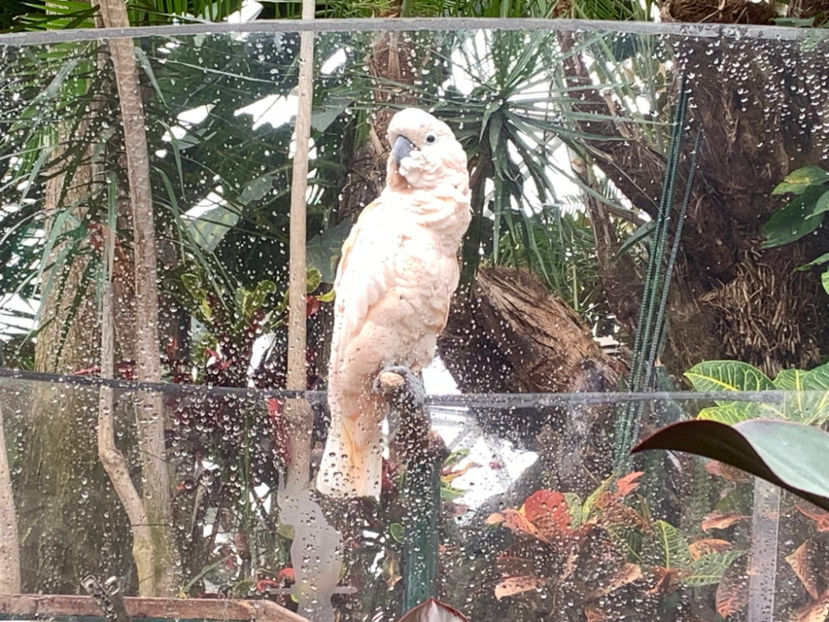  - Bloedel Conservatory Vancouver