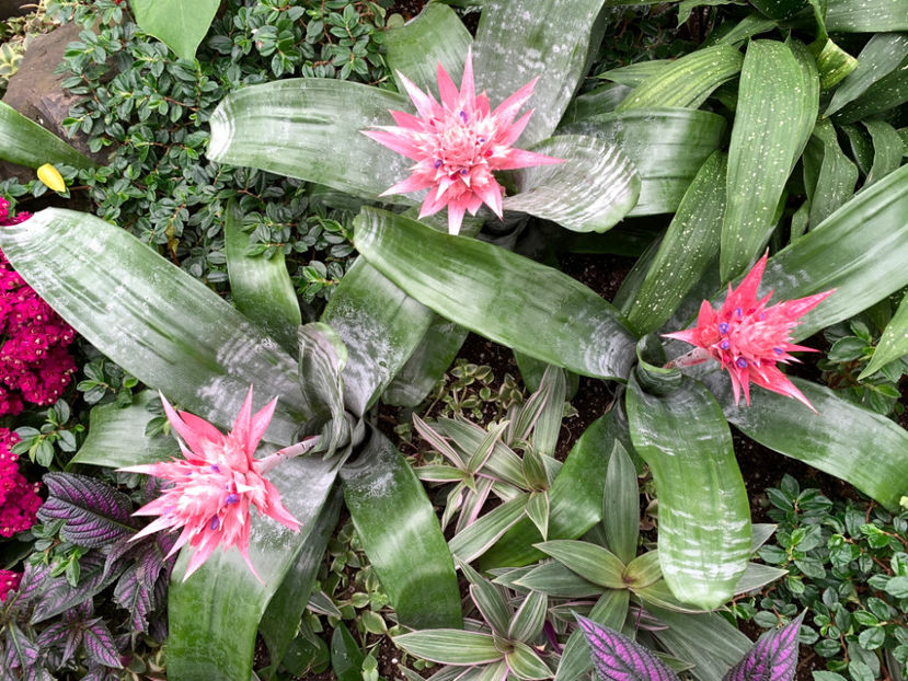  - Bloedel Conservatory Vancouver