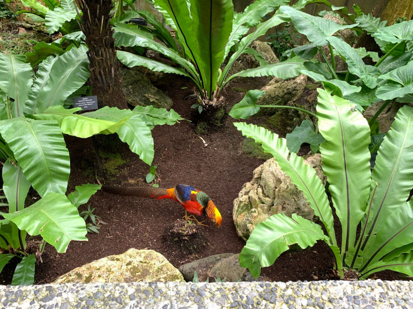  - Bloedel Conservatory Vancouver