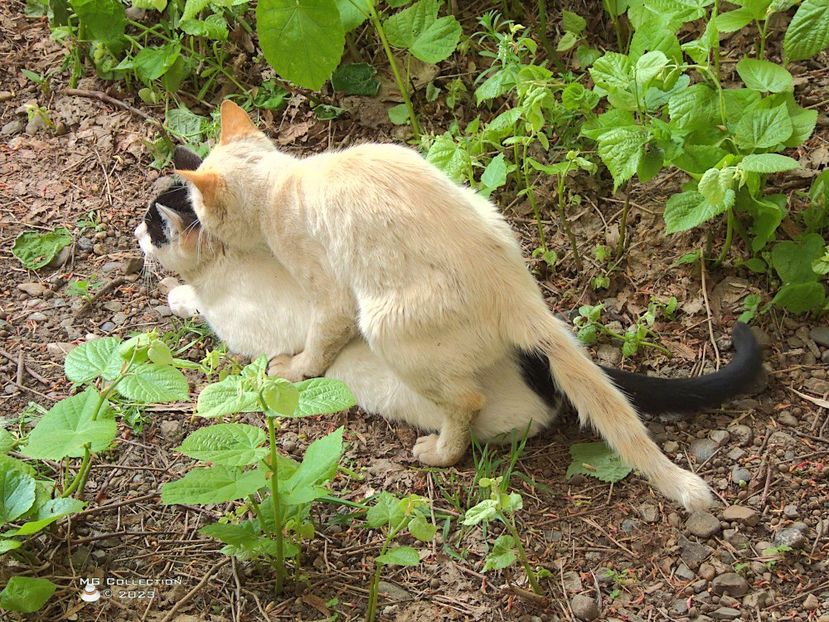 w-23-Loving Cats-7613 - --- PISICI si CAINI - CATS AND DOGS