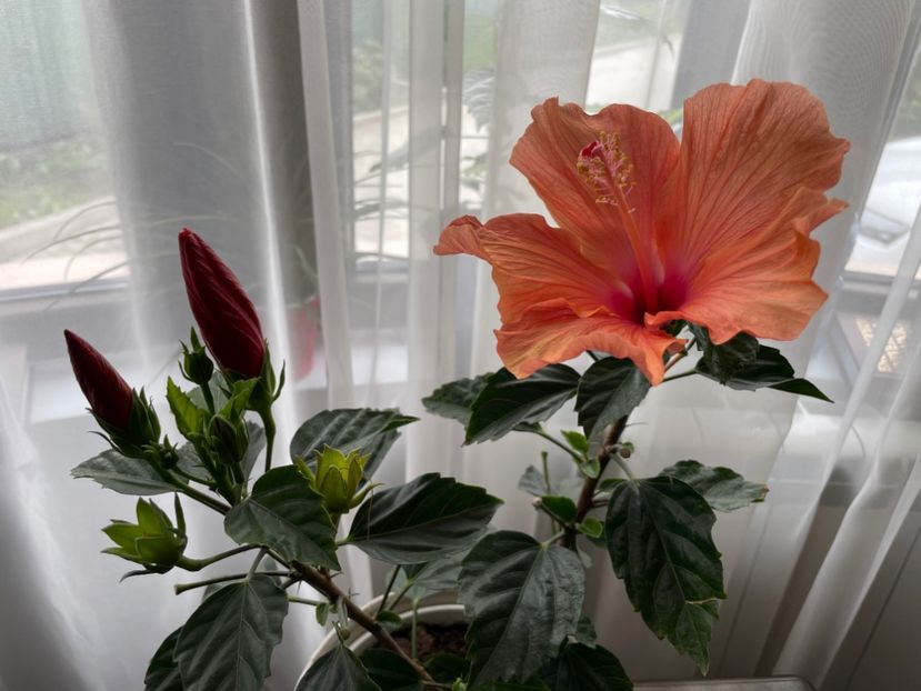 7286C241-5C45-4737-A56D-DF9D2B21CD37 - 01 Primăvara 2023