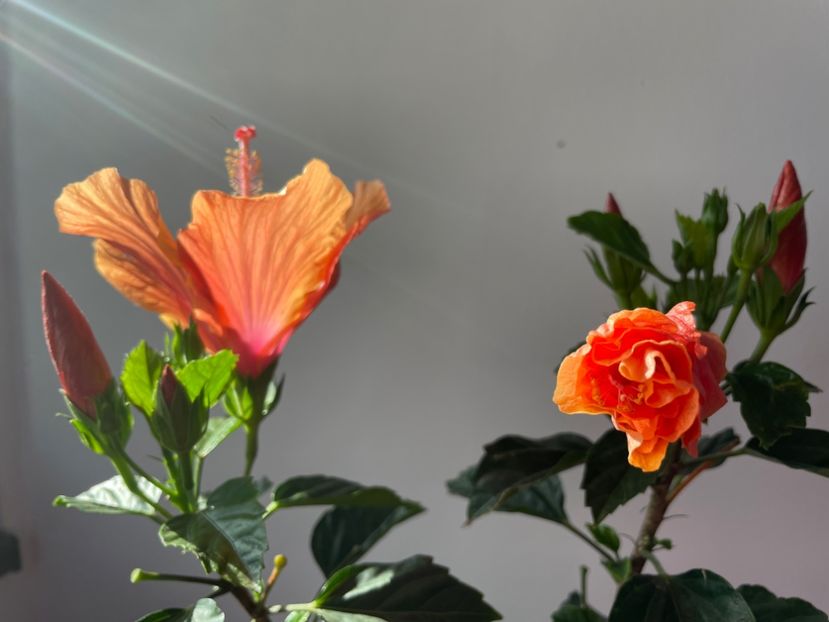 746C89C1-AB67-4B68-BF89-4F8EA514B21B - 001 - Hibiscusi