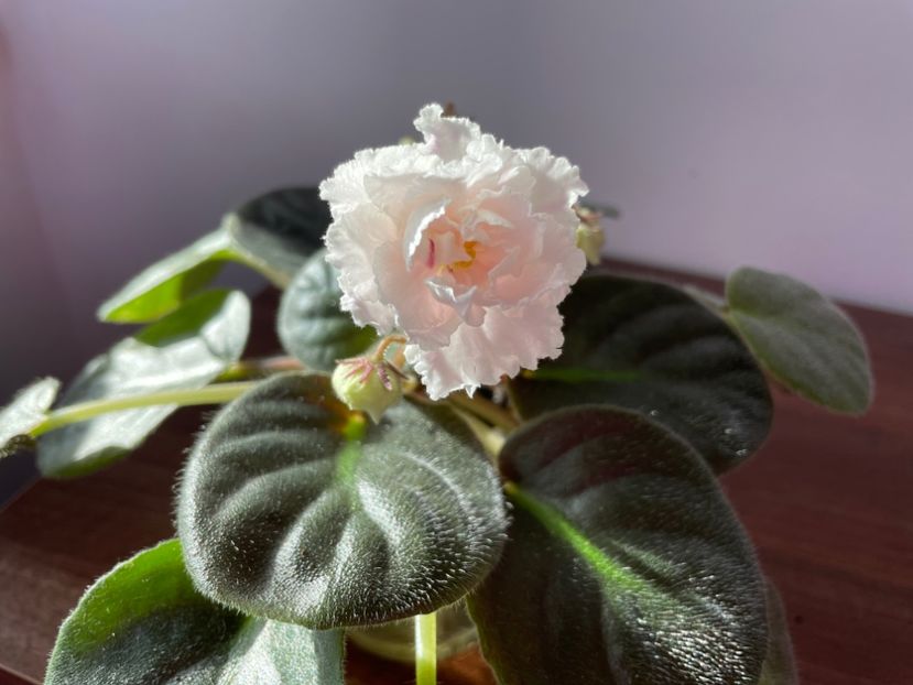 C99A6201-D95D-4187-B1F6-2015BB41A7AF - 001 Violete 2023-2024