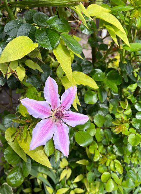 B72EB847-7EA1-4C90-B05E-B3F98D69990B - Clematite 2020-2023