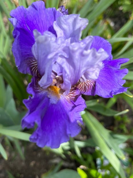 D296DB7E-0D5E-43E4-8BAE-48AAE797CEB6 - Irisi 2017 2023 2024