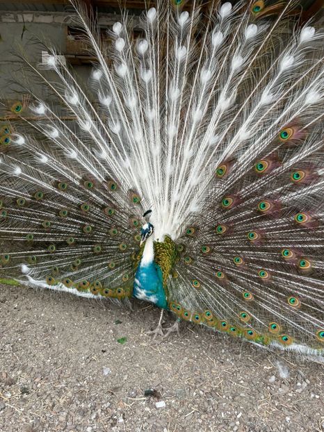 95F8D03F-B807-4823-BBBE-9C9BEF61B574 - Pauni