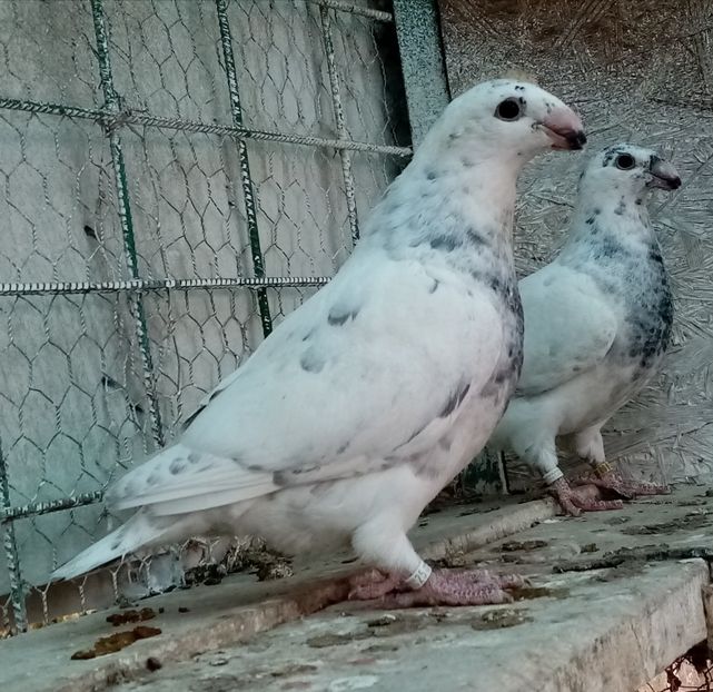  - American show Racer