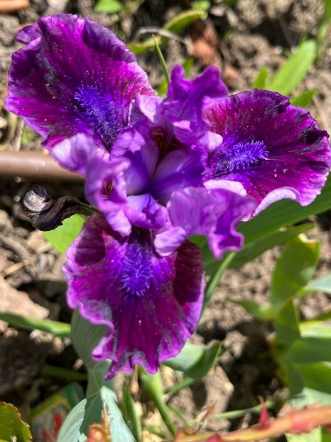 7DE952D9-1AAC-4403-9CA6-DA93E3DAC9D4 - Irisi 2017 2023 2024