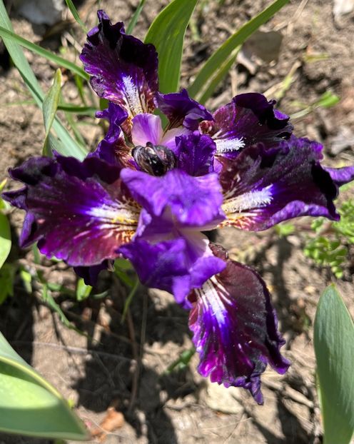 47C72655-FF05-40DF-9999-2BE261C1D47B - Irisi 2017 2023 2024