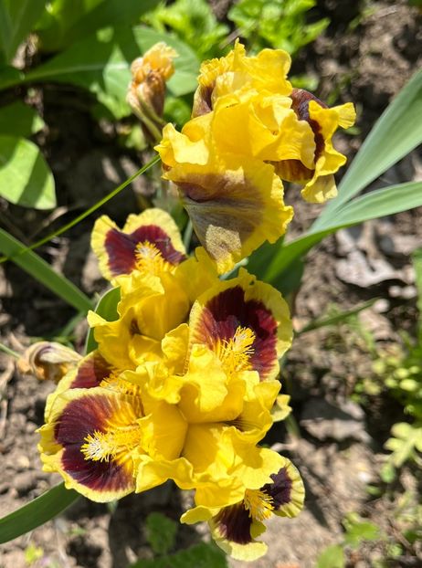 01589DE5-8874-4C41-82F5-3C12D8ACA1A4 - Irisi 2017 2023 2024