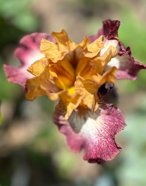 5D5E3933-890A-4FCB-A730-73C097A42027 - Irisi 2017 2023 2024