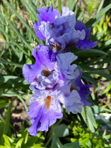 D816C55B-4C19-410B-86D8-4AAF105CF011 - Irisi 2017 2023 2024