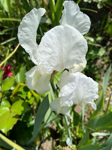 89713B23-D11B-4E48-BE7C-D65910B469A3 - Irisi 2017 2023 2024