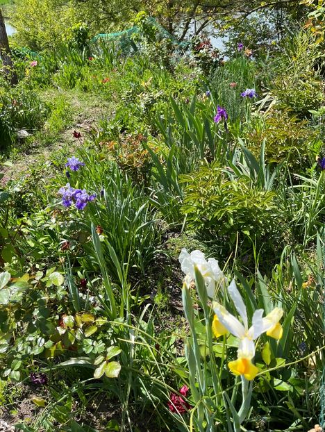 A4BFE641-4BB9-4B24-8E42-35ACF9824164 - Irisi 2017 2023 2024