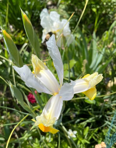 CAB1BDD4-72EC-4217-B13E-2E34676FCBC2 - Irisi 2017 2023 2024