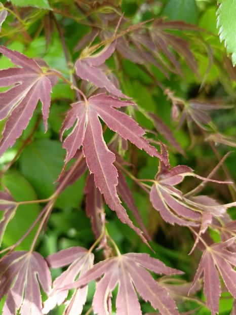 Manyo No Sato - Arțari